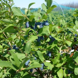 Aurora & Borealis Duo