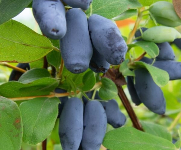 Aurora Haskap Plants