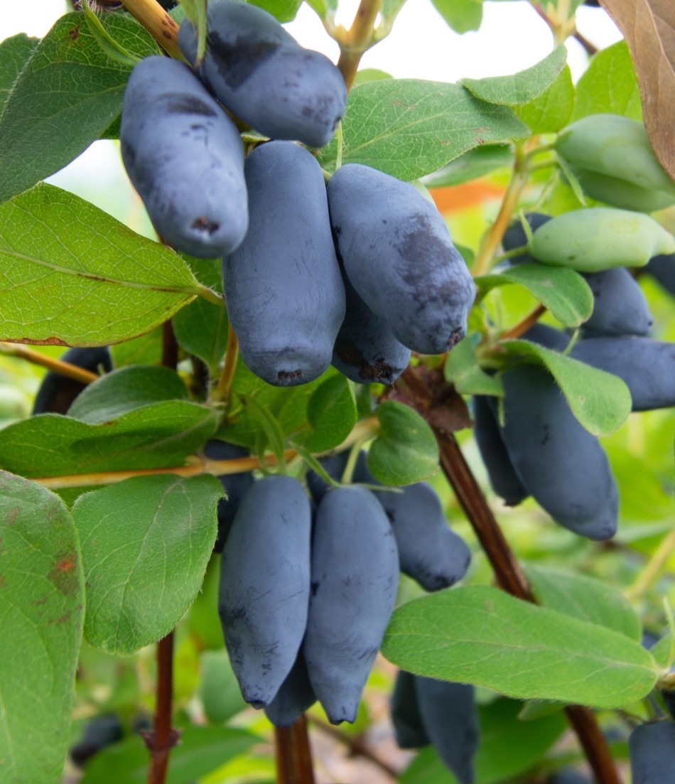 Aurora Haskap Plants