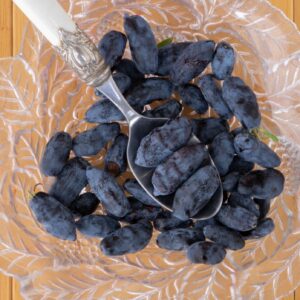 Boreal Beast Haskap Plants