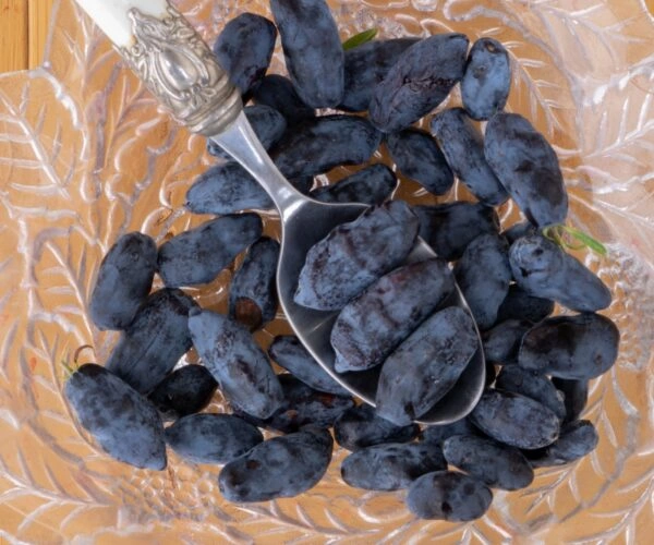 Boreal Beast Haskap Plants