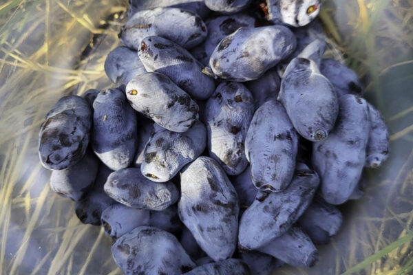 Boreal-Bliss-haskap-plants