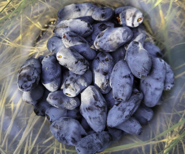 Boreal-Bliss-haskap-plants