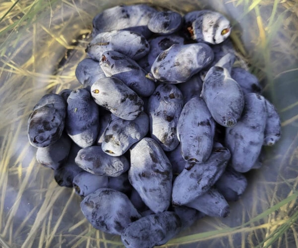 Boreal-Bliss-haskap-plants