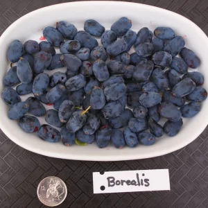 Borealis Haskap Plants