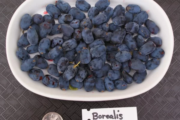 Borealis-haskap-plants