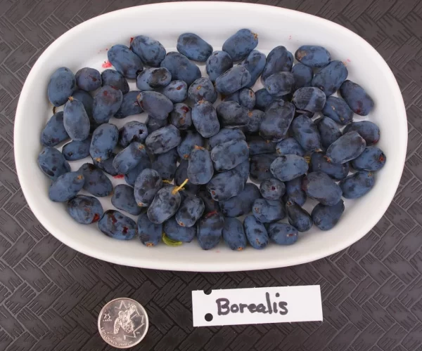 Borealis-haskap-plants