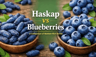 Haskap and blueberries comparison