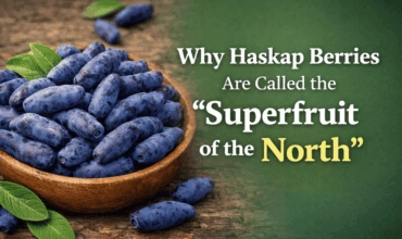 Haskap berries- the superfruit of the north