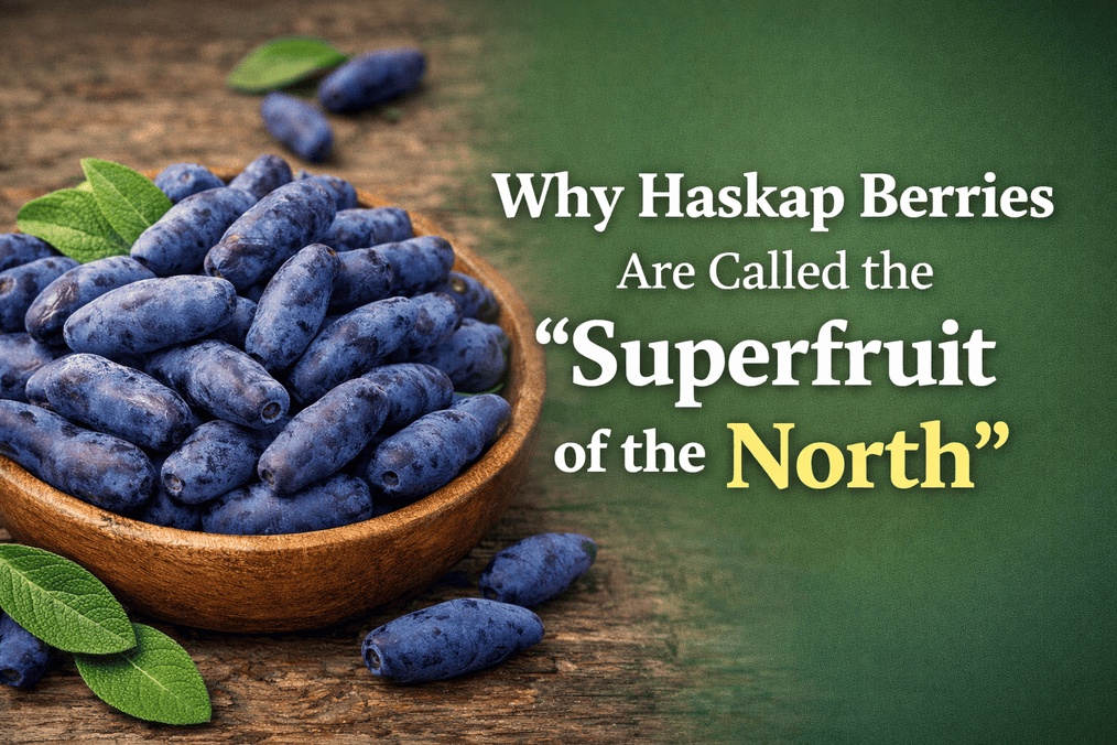 Haskap berries- the superfruit of the north