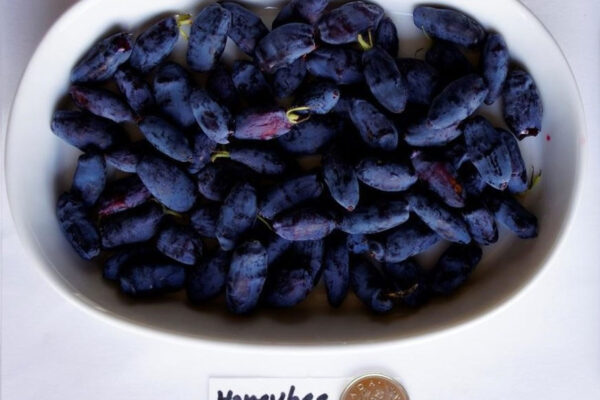 Honeybee-Haskap-Plants