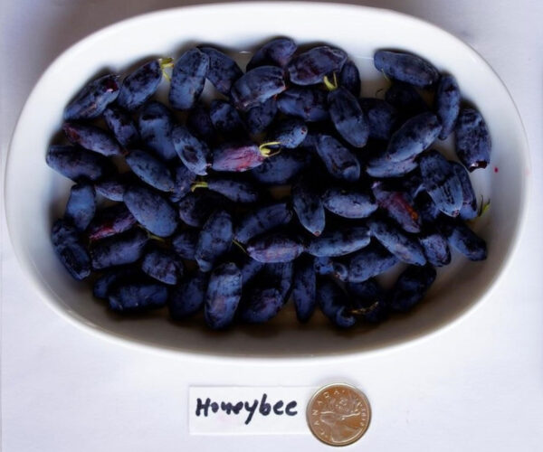 Honeybee-Haskap-Plants