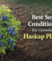Best Soil Conditions for Growing Haskap Plants