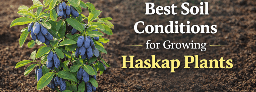Ideal Haskap plant soil conditions