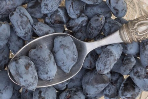 boreal-beauty-haskap-plants