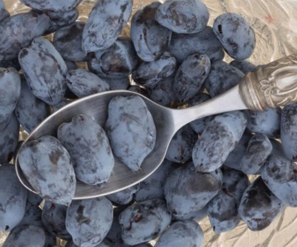 boreal-beauty-haskap-plants