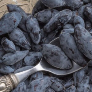 Boreal Blizzard Haskap Plants