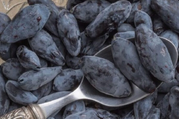 boreal-blizzard-haskap-plants