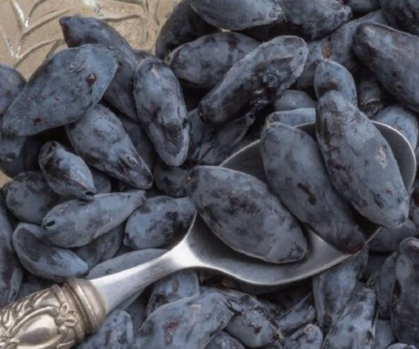 boreal-blizzard-haskap-plants