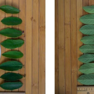 Boreal Beauty & Beast Duo