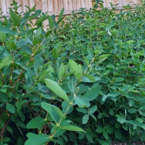 Haskap Orchard Starter Pack