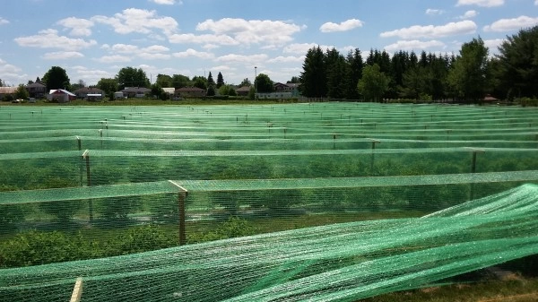 Heavy-Duty Bird Netting