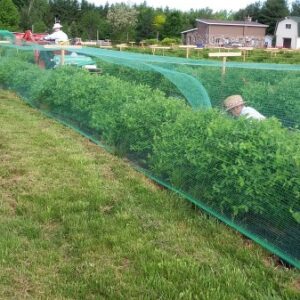 Bird Netting-Economy (17' x 1000')