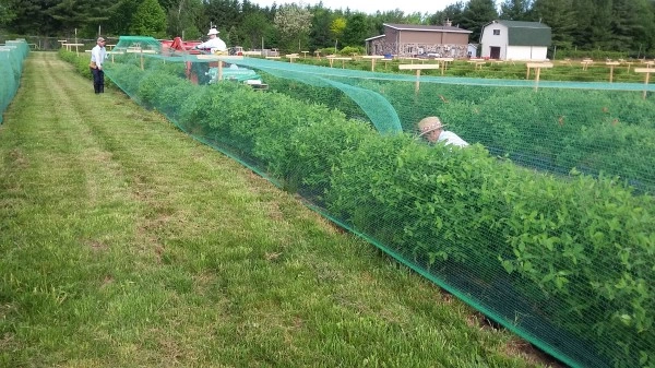 Lightweight Bird Netting