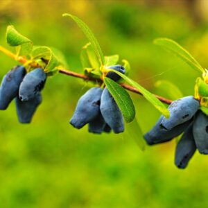 Northern Lights Bundle