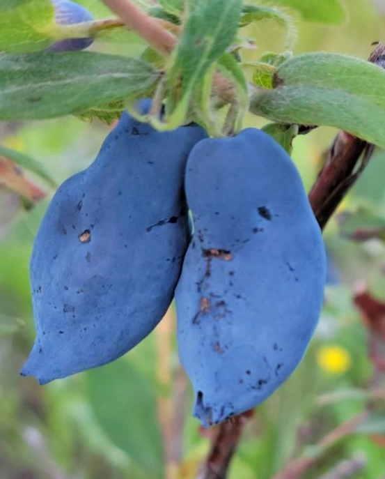 berry closeup Curtis Braaten