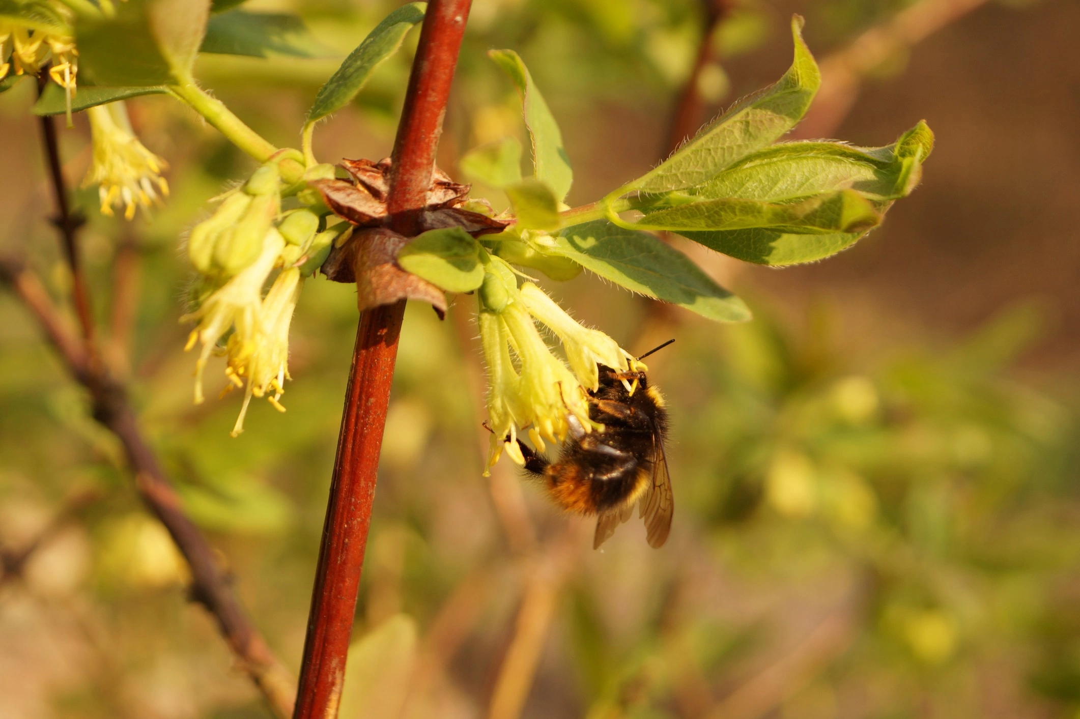 http://www.dreamstime.com/stock-photography-honeyberry-lonicera-caerulea-flowering-extremely-important-moment-pollination-flowers-insects-especially-image144330892
